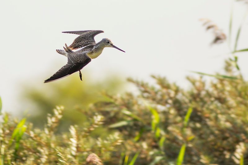 Groenpootruiter / Common Greenshank