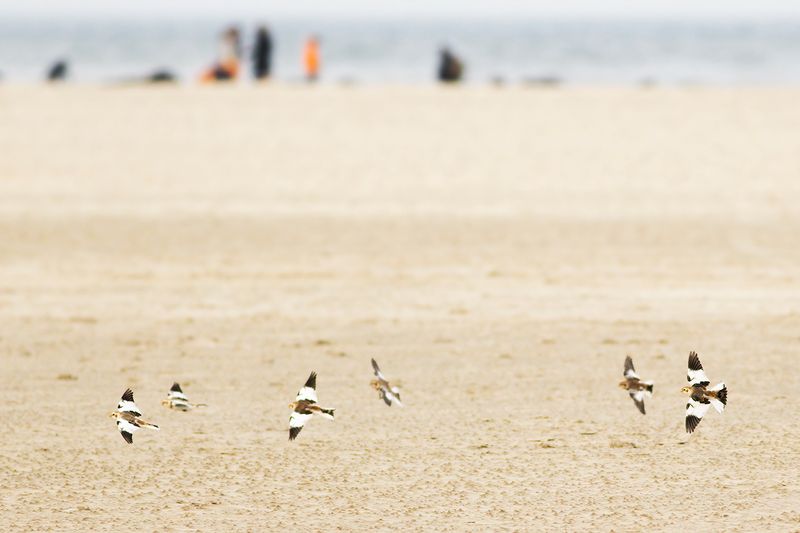Sneeuwgorzen / Snow Buntings