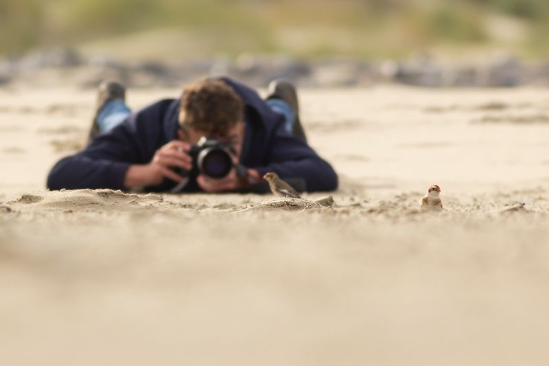 Sneeuwgorzen en Jaap Graveland / Snow Buntings