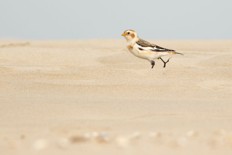 Sneeuwgors / Snow Buntings