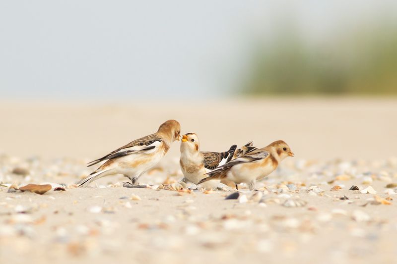 Sneeuwgors / Snow Bunting