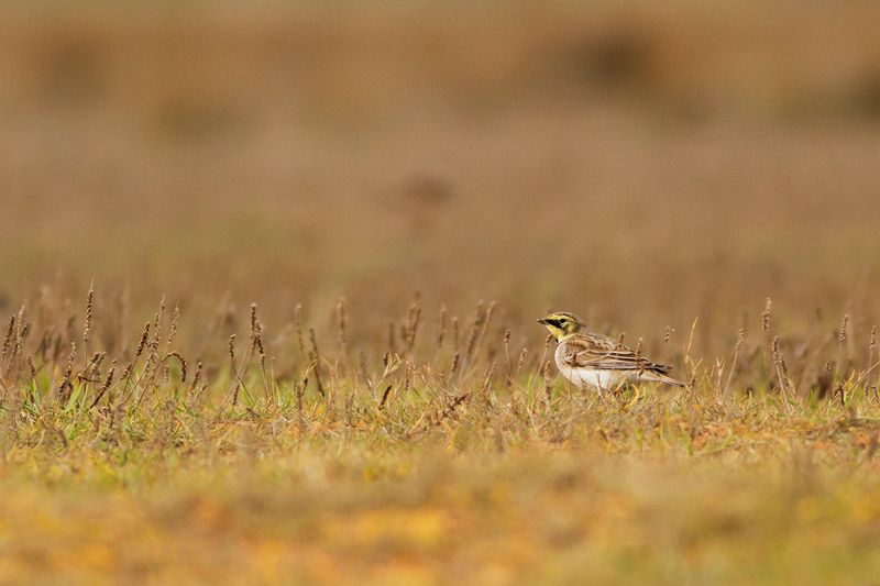 Strandleeuwerik / Horned Lark