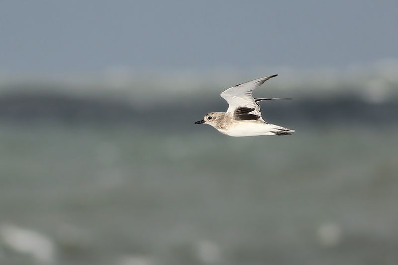 Zilerplevier / Grey Plover