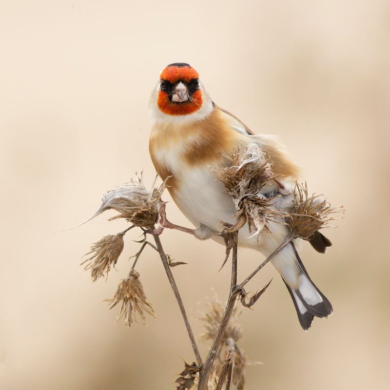 Putter / European Goldfinch