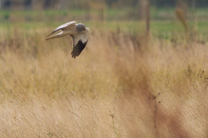 Blauwe Kiekendief / Hen Harrier