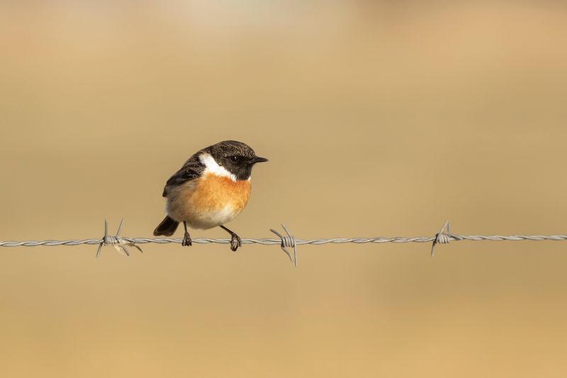 Roodborsttapuit / European Stonechat