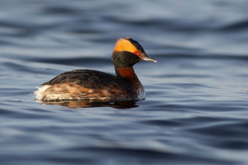 Kuifduiker / Horned Grebe