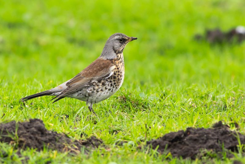 Kramsvogel / Fieldfare