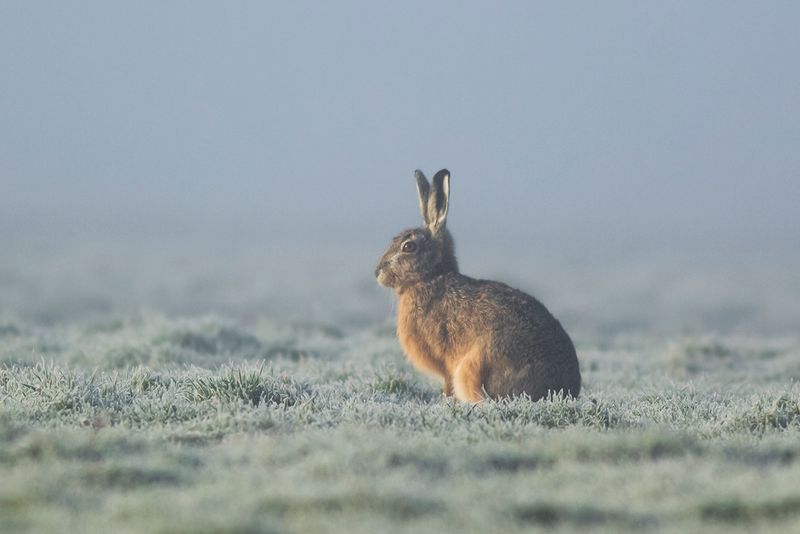 Haas / European Hare