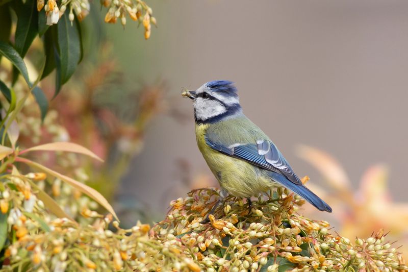 Pimpelmees / Blue Tit