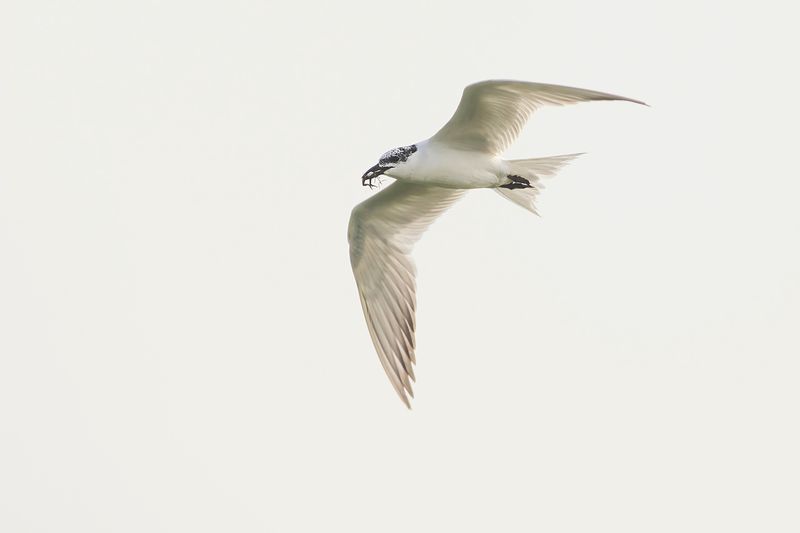 Lachstern / Gull-billed Tern
