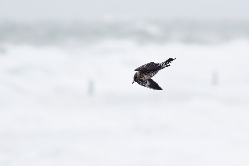 Kleinste Jager / Long-tailed Jaeger