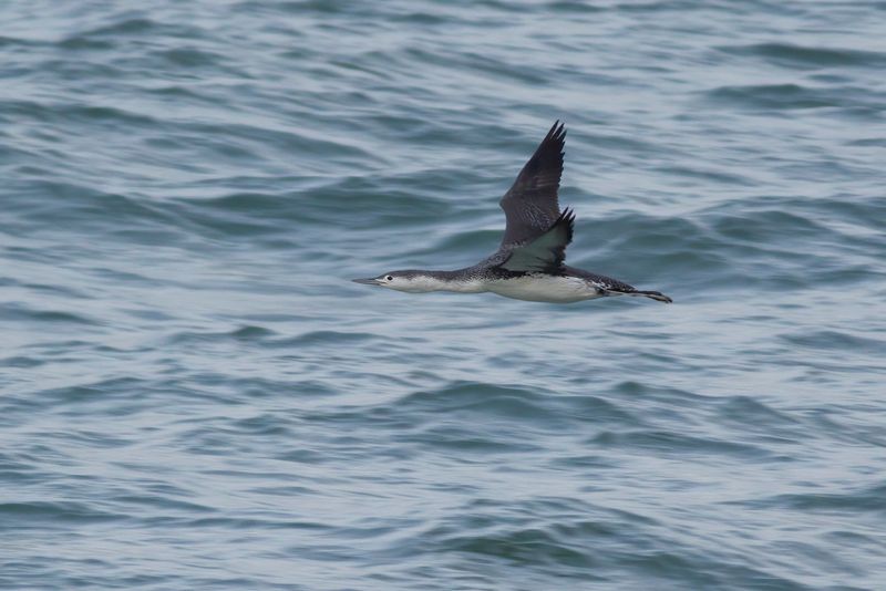 Roodkeelduiker / Red-throated Diver