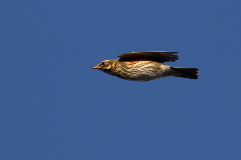 Koperwiek / Redwing