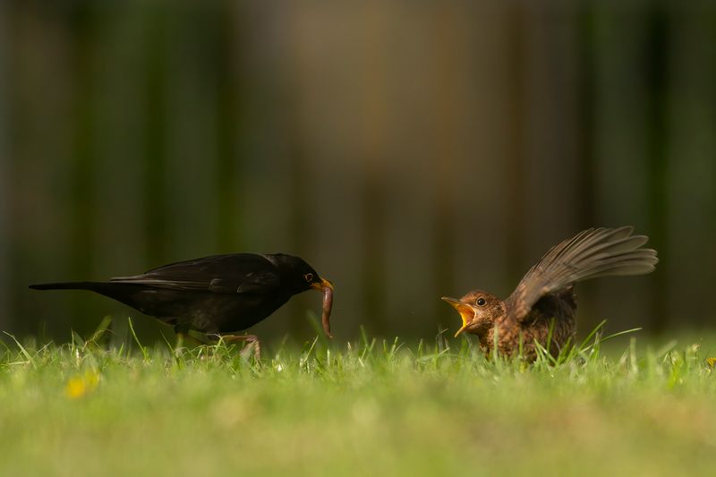 Merels / Blackbirds