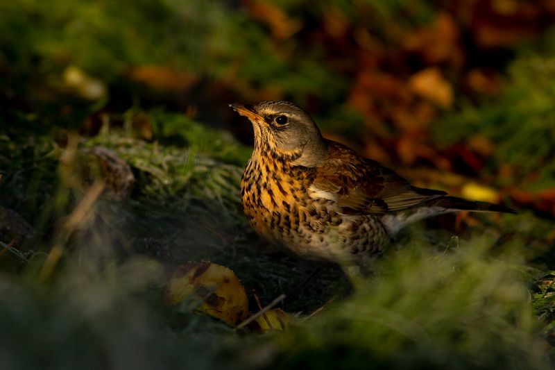 Kramsvogel / Fieldfare