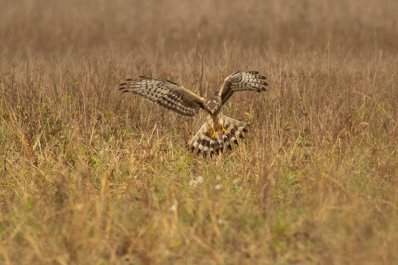 Blauwe Kiekendief / Hen Harrier