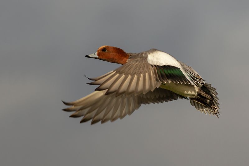 Smient / Eurasian Wigeon