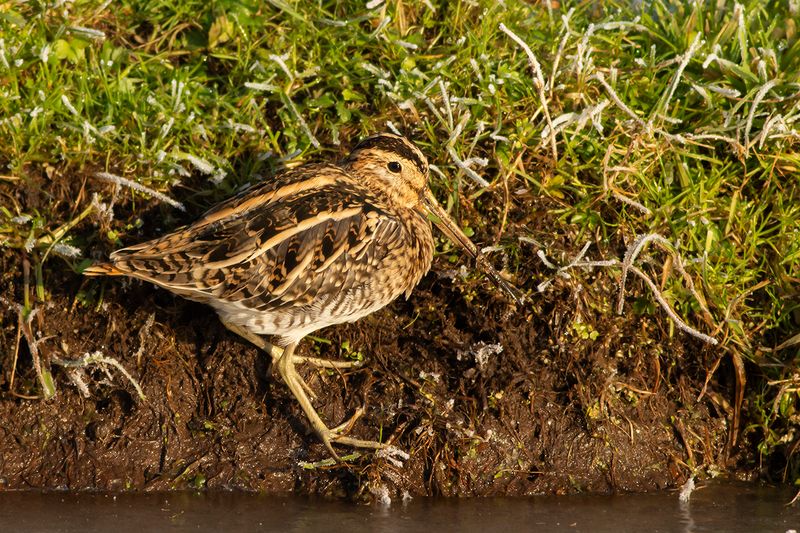 Watersnip / Common Snipe