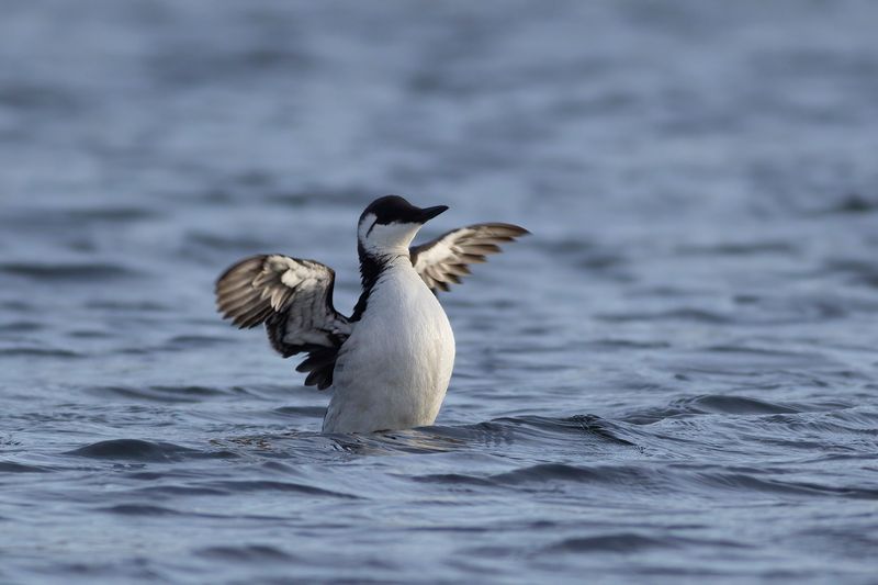 Zeekoet / Common Guillemot