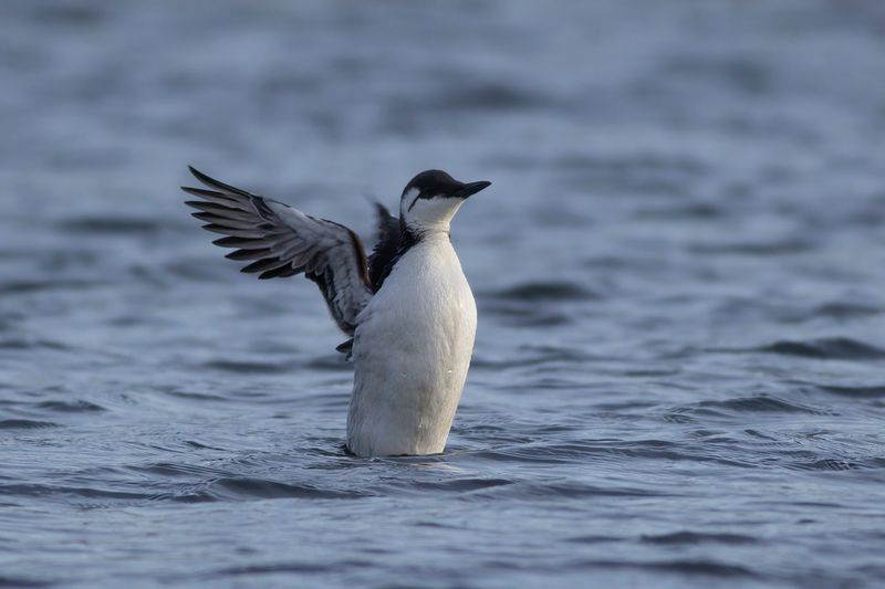 Zeekoet / Common Guillemot