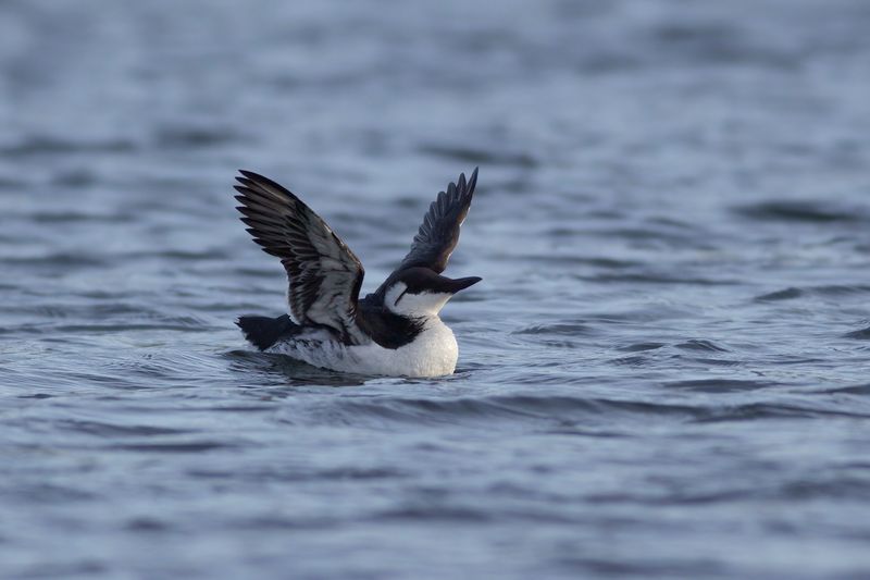 Zeekoet / Common Guillemot