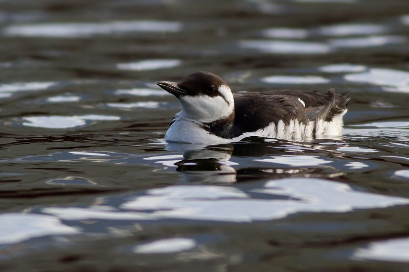 Zeekoet / Common Guillemot