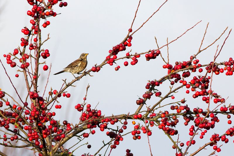 Kramsvogel/ Fieldfare