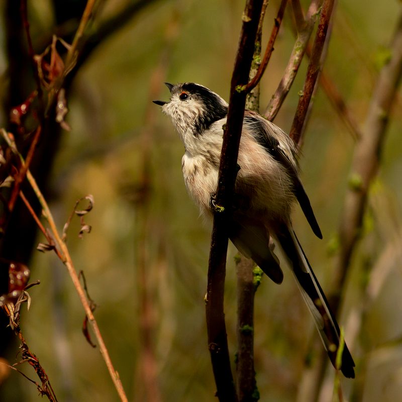 Staartmees / Long-tailed Tit