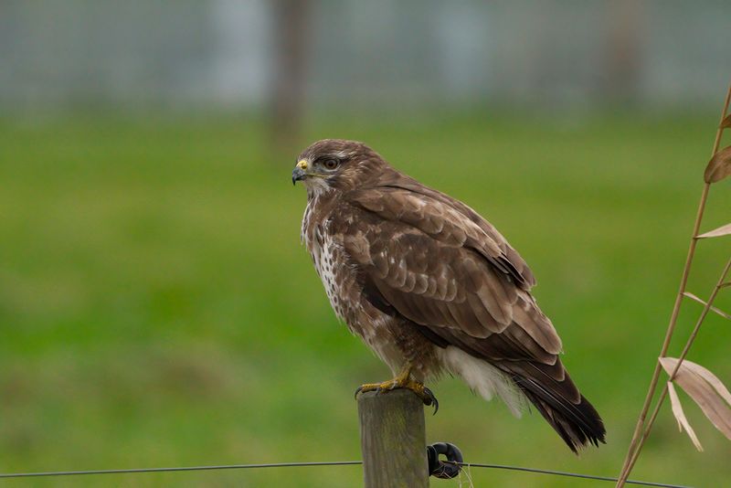 Buizerd / Common Buzzard