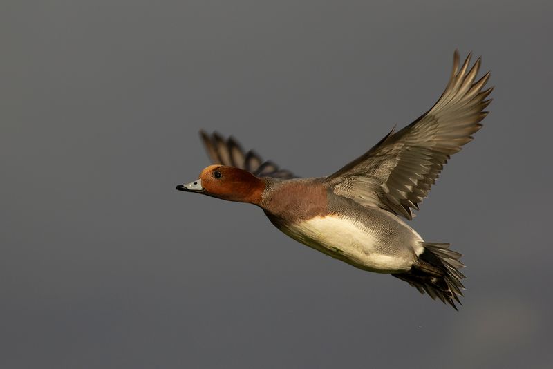 Smient / Eurasian Wigeon