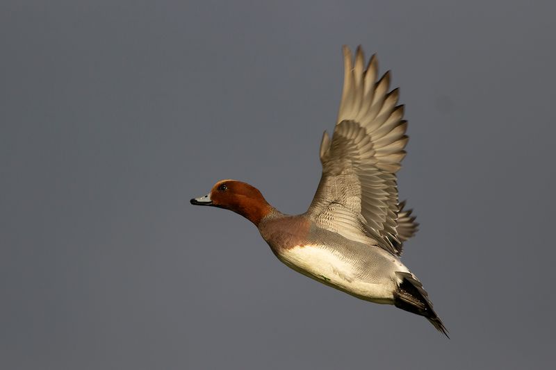 Smient / Eurasian Wigeon
