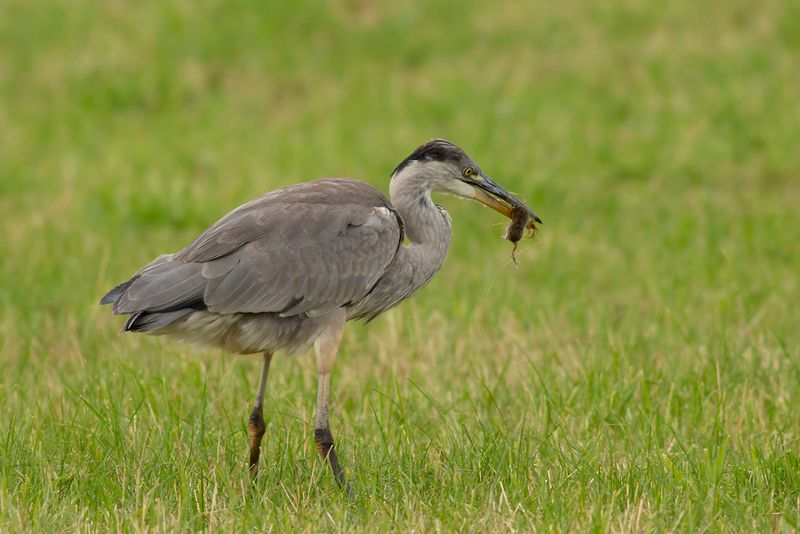 Blauwe Reiger /  Grey Heron