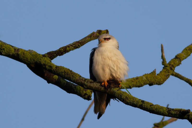 Grijze Wouw / Black-shouldered Kite