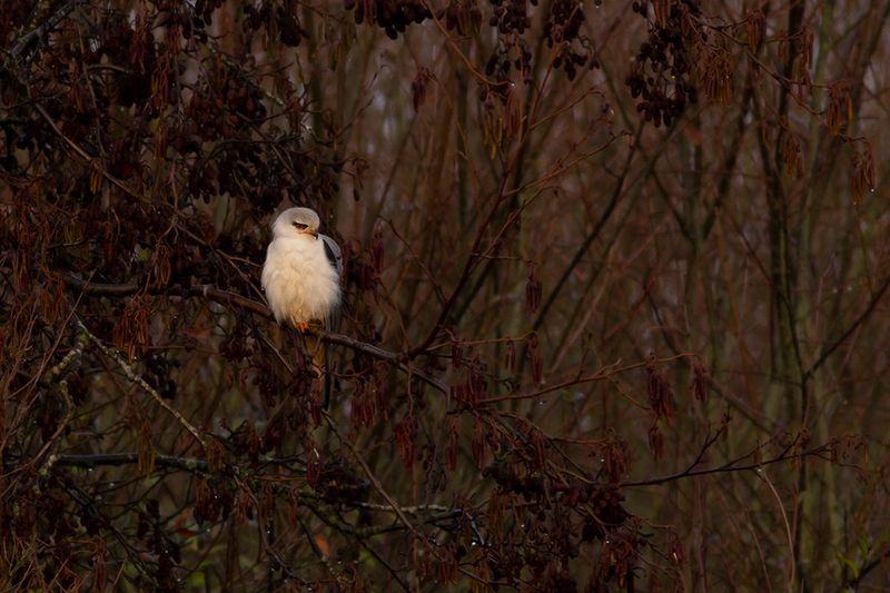 Grijze Wouw / Black-shouldered Kite