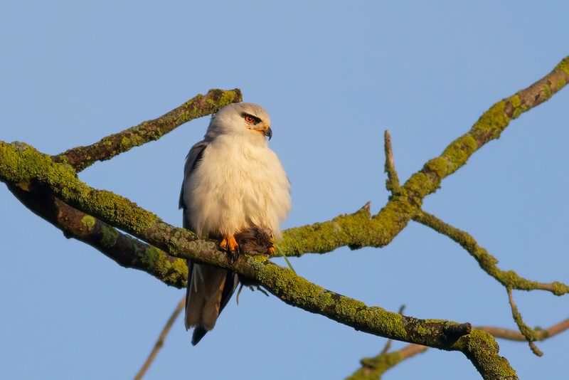 Grijze Wouw / Black-shouldered Kite