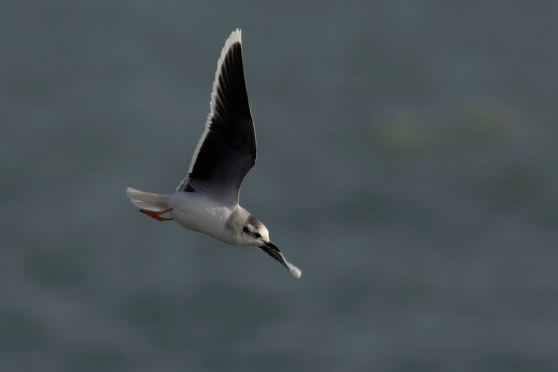 Dwergmeeuw / Little Gull