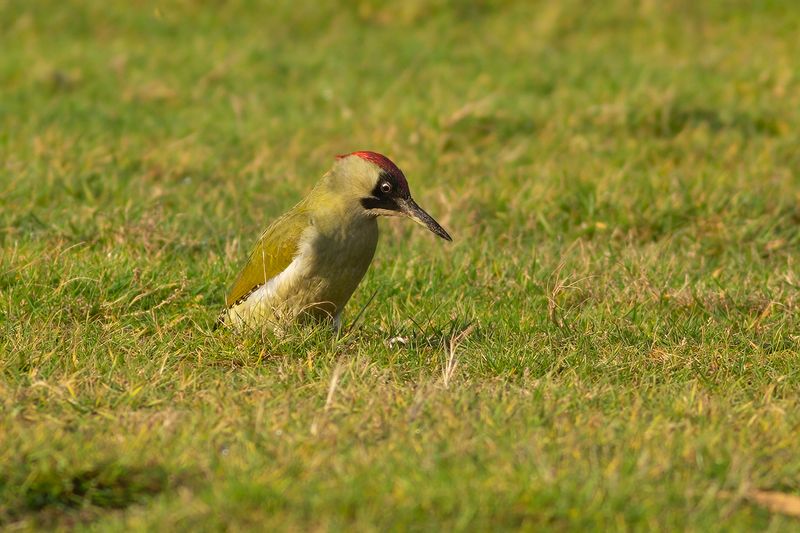 Groene Specht / Green Woodpecker