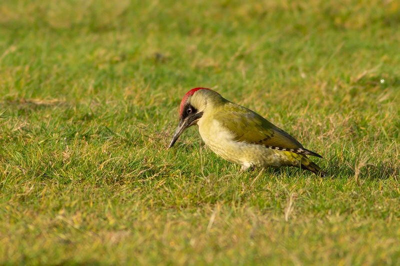 Groene Specht / Green Woodpecker