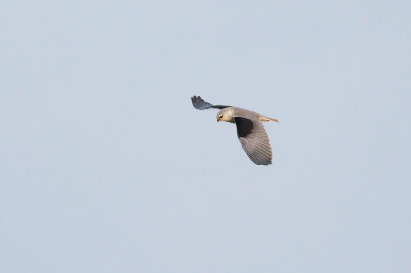 Grijze Wouw / Black-shouldered Kite