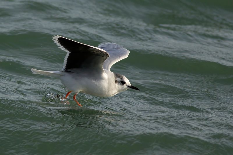 Dwergmeeuw / Little Gull