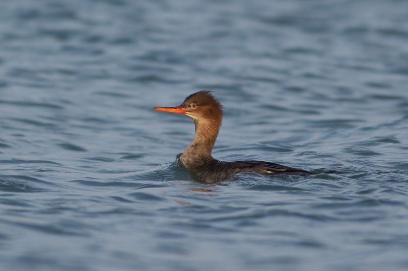Middelste Zaagbek / Red-breasted Merganser 