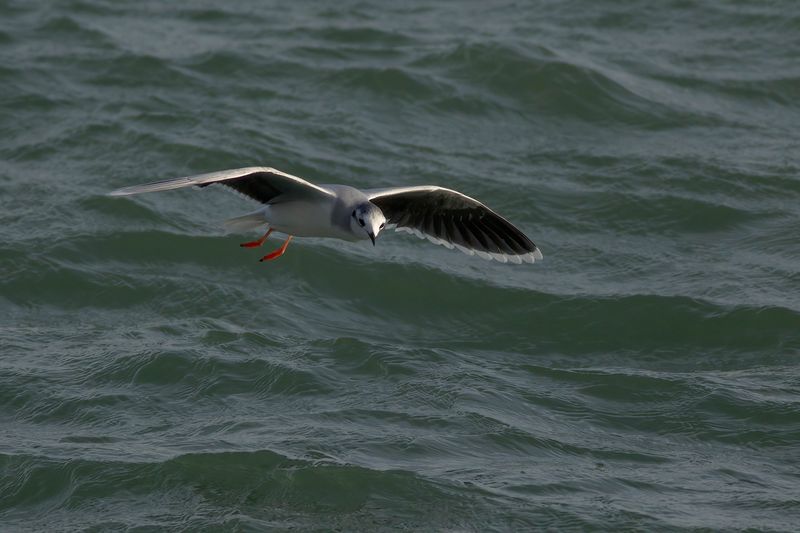 Dwergmeeuw / Little Gull
