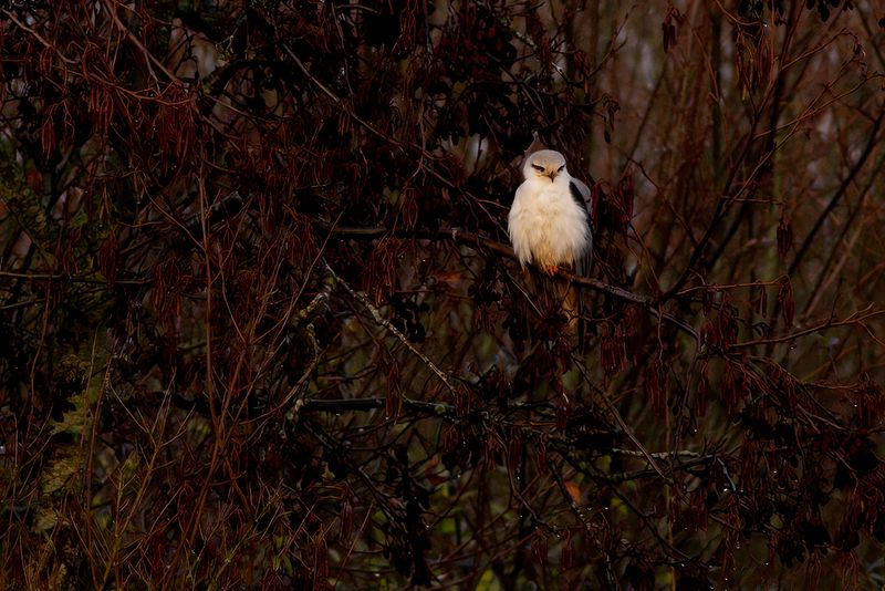 Black-shouldered Kite / Grijze Wouw