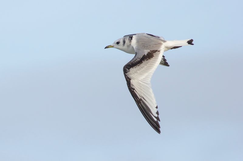 Drieteenmeeuw / Black-legged Kittiwake