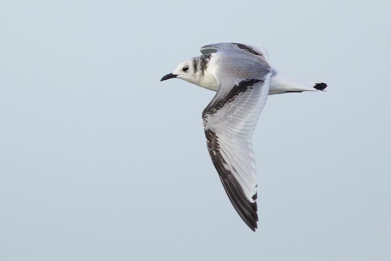 Drieteenmeeuw / Black-legged Kittiwake