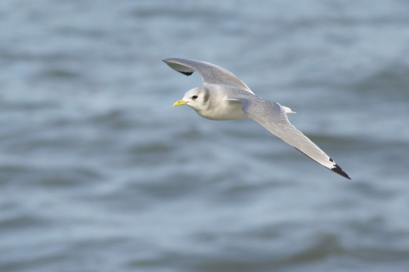 Drieteenmeeuw / Black-legged Kittiwake