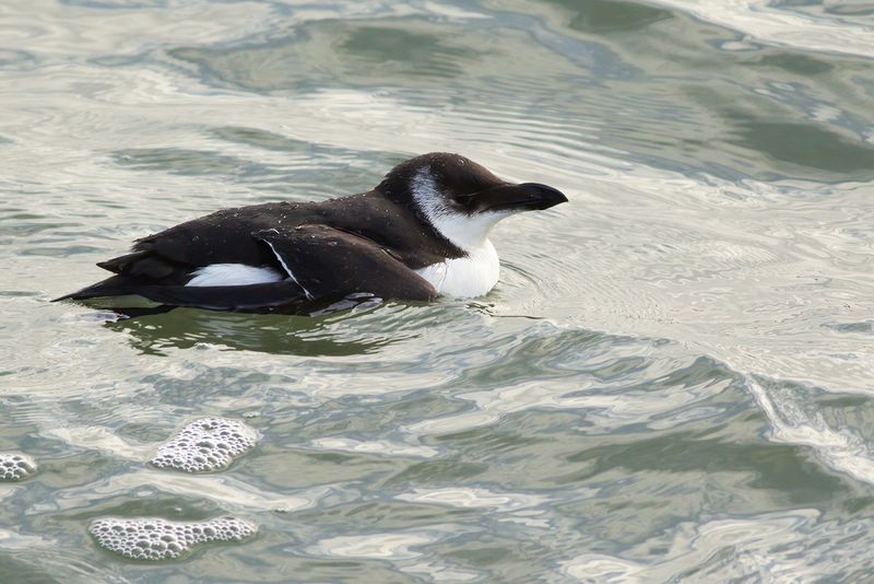 Alk / Razorbill