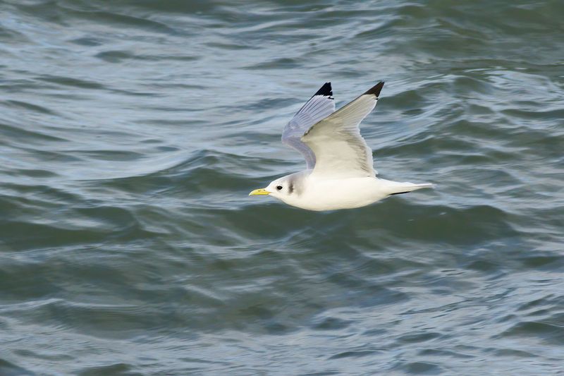 Drieteenmeeuw / Black-legged Kittiwake