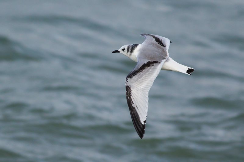 Drieteenmeeuw / Black-legged Kittiwake